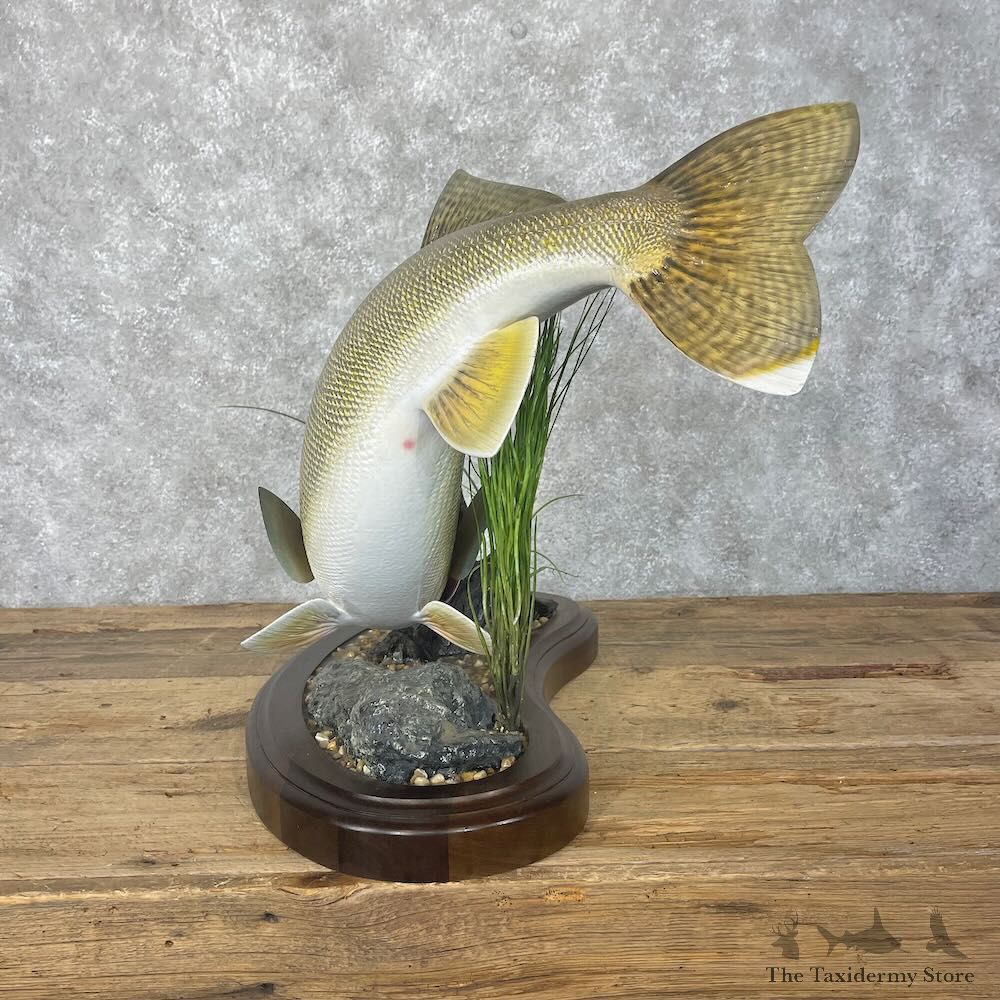 Walleye Fish Mount For Sale #28413 @ The Taxidermy Store