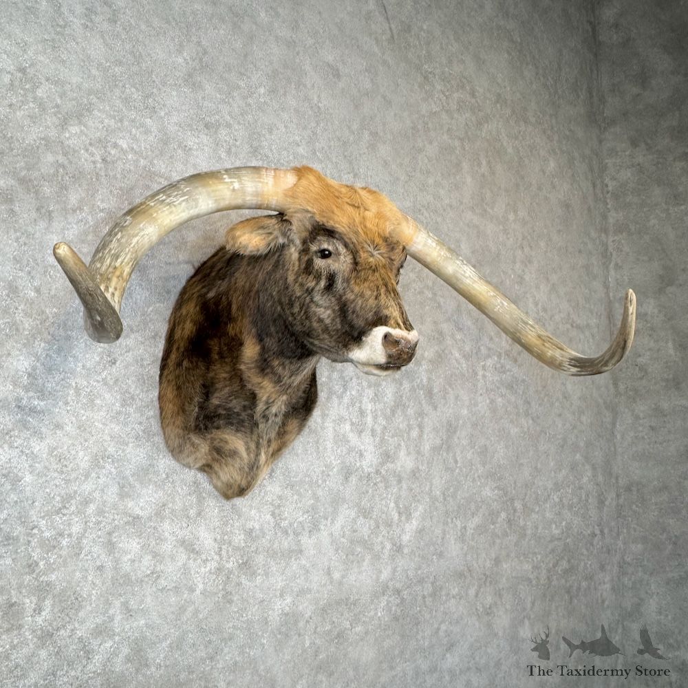 Longhorn Steer Shoulder Mount For Sale #30144 @ The Taxidermy Store