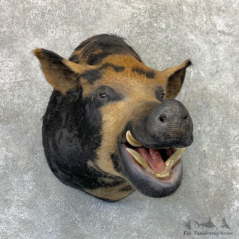 Wild Boar Shoulder Mount For Sale #22983 @ The Taxidermy Store