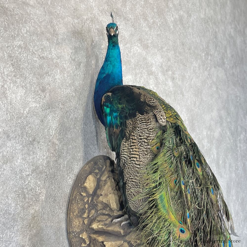 Blue Indian Peacock Bird Mount For Sale #28754 @ The Taxidermy Store