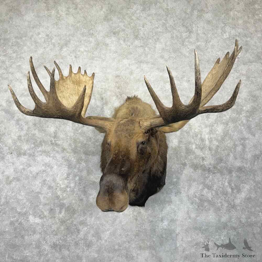 Western Canadian Moose Shoulder Mount For Sale #31789 @ The Taxidermy Store