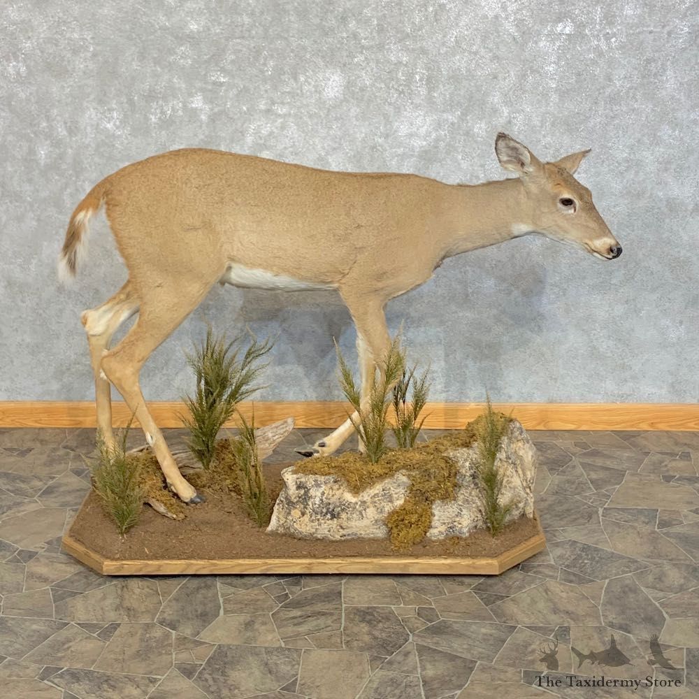 Whitetail Deer Doe Life-Size Mount For Sale #22572 @ The Taxidermy Store