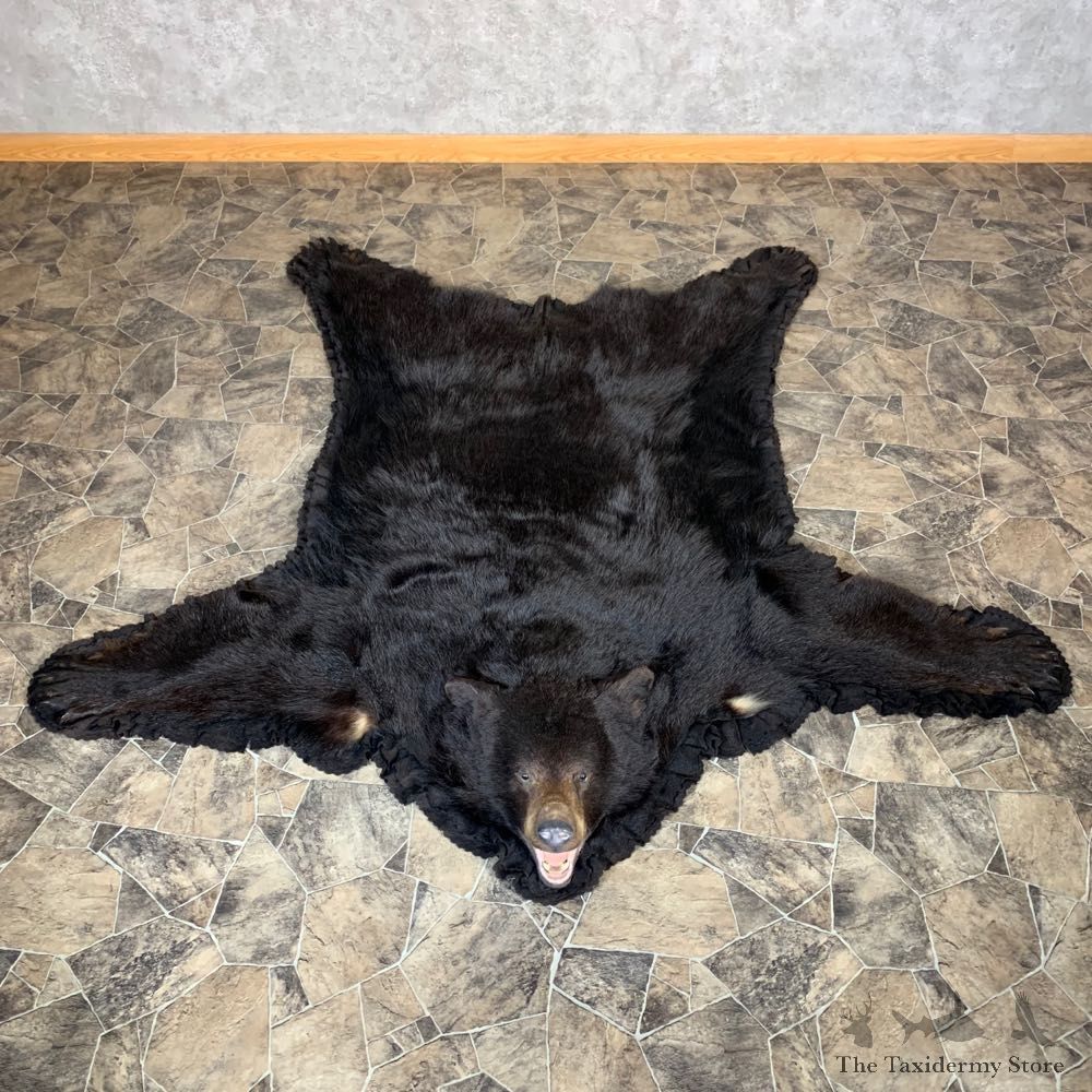 Black Bear Full-Size Rug For Sale #22535 - The Taxidermy Store