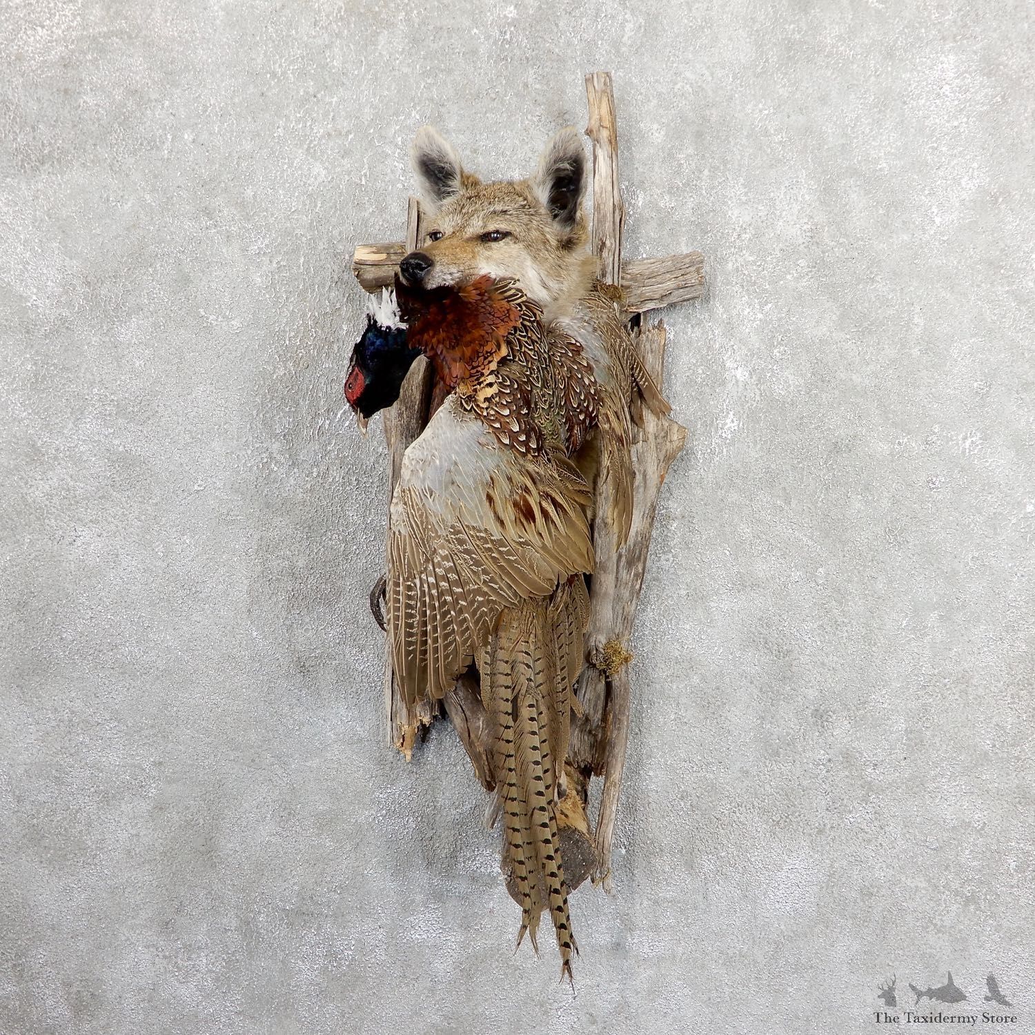 Coyote With Pheasant Half Life-Size Mount For Sale #19645 @ The Taxidermy Store