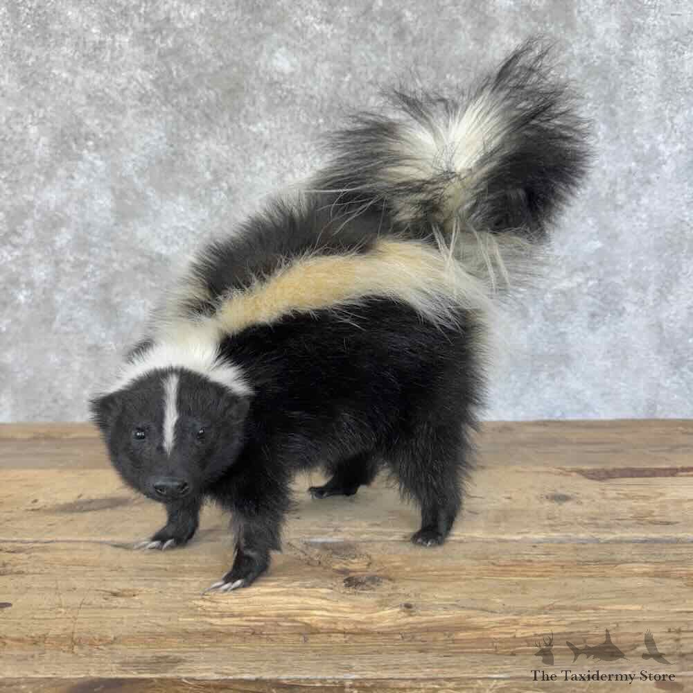 Striped Skunk Life-Size Mount For Sale #31431 @ The Taxidermy Store