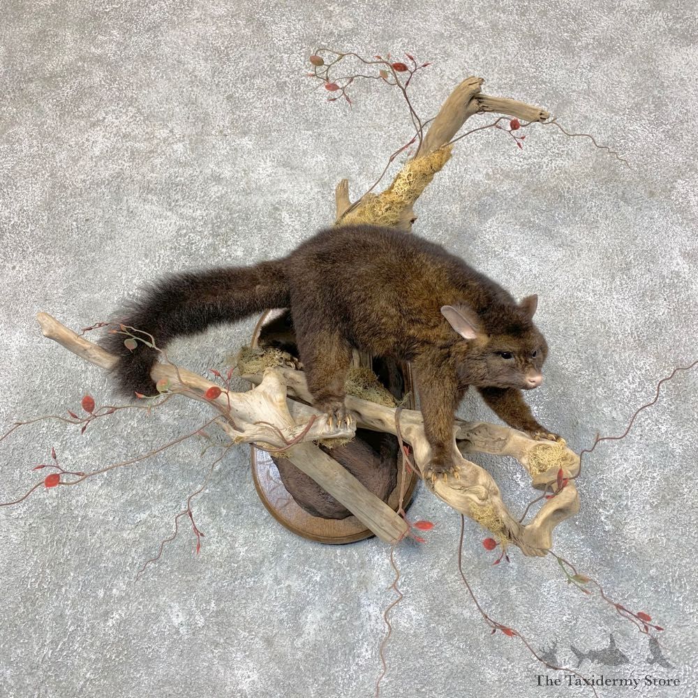 Common Brushtail Possum Mount For Sale #22759 @ The Taxidermy Store
