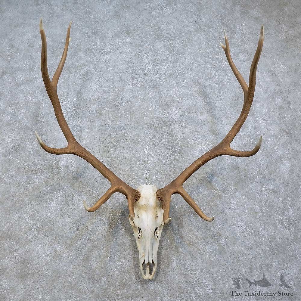 Elk Skull & Antler European Mount For Sale #15814 @ The Taxidermy Store