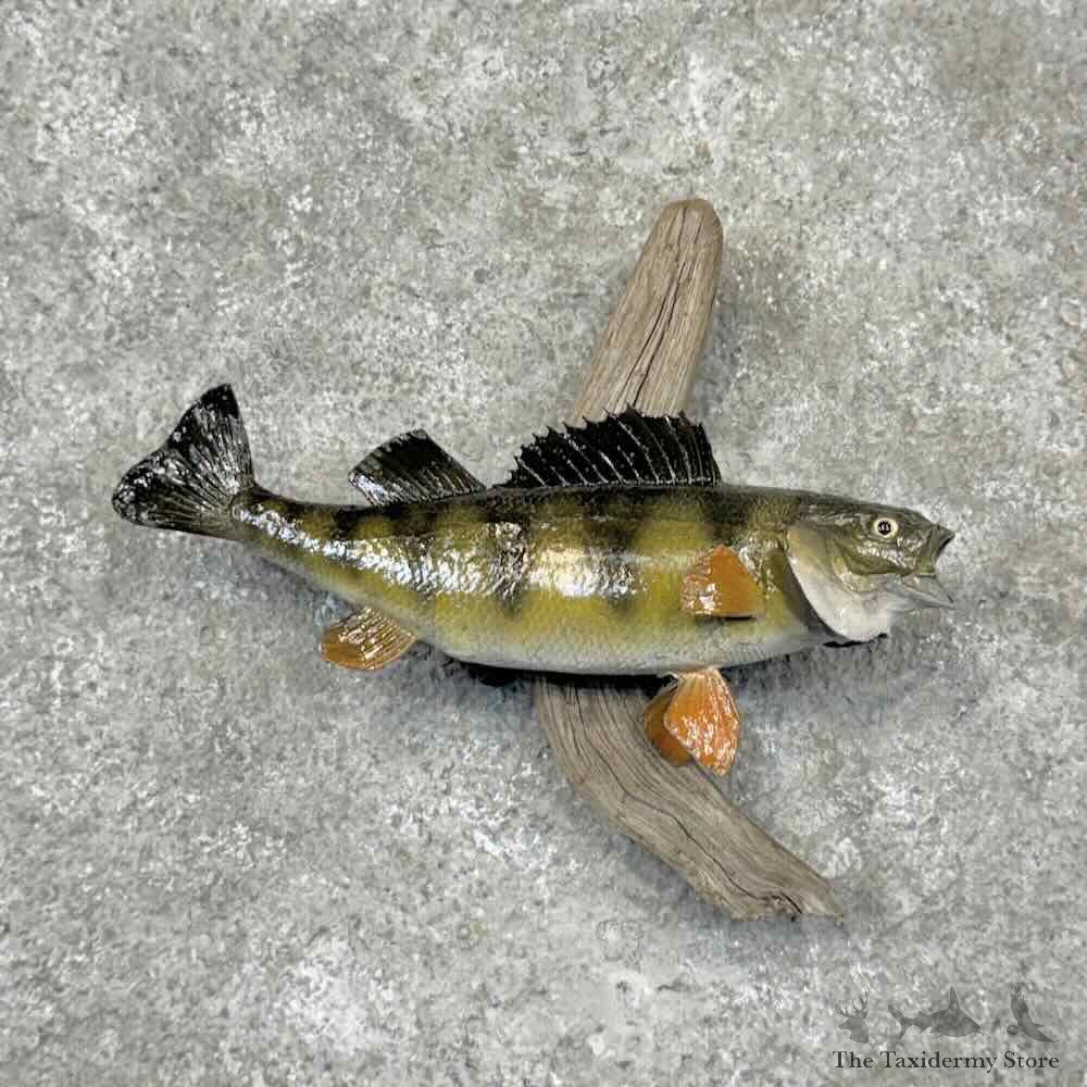 Yellow Perch Fish Mount For Sale #32105 @ The Taxidermy Store
