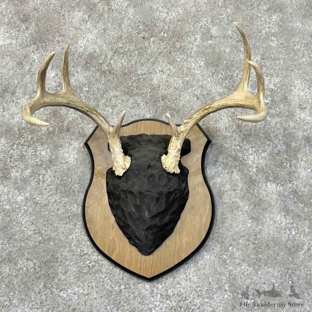 Whitetail Deer Antler Plaque Mount For Sale #30535 @ The Taxidermy Store