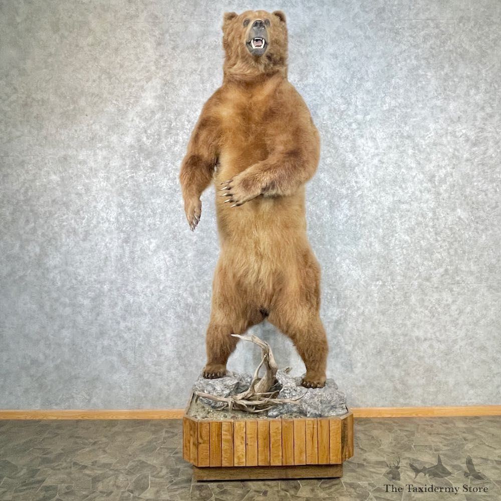 Grizzly Bear Life-Size Mount For Sale #26747 @ The Taxidermy Store