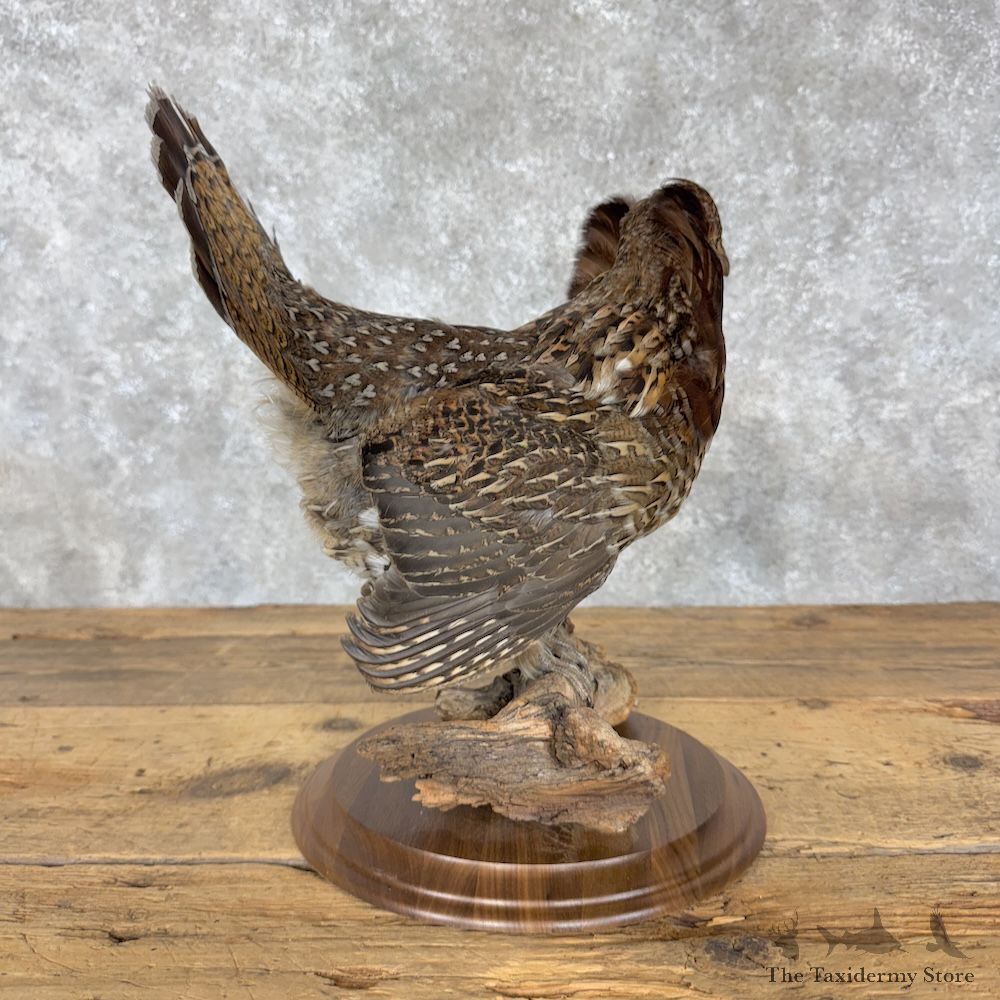 Ruffed Grouse Bird Mount For Sale #30181 @ The Taxidermy Store