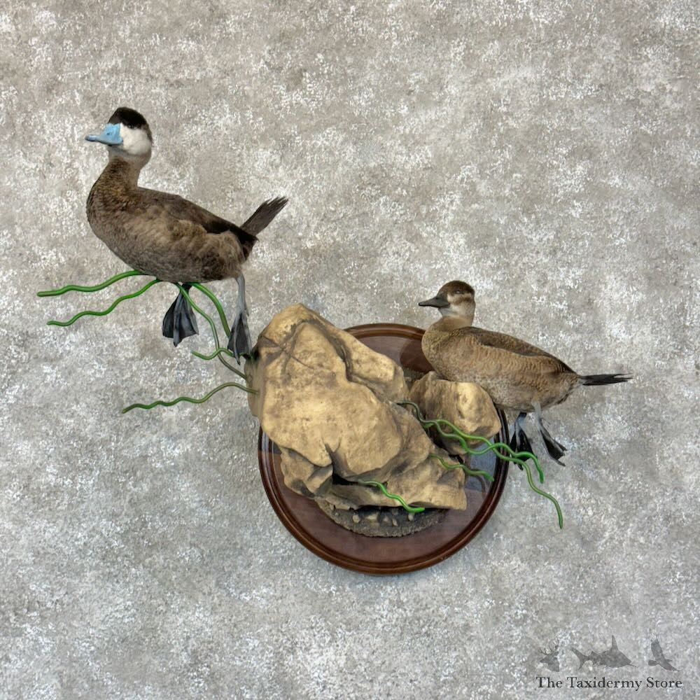 Ruddy Duck Pair Bird Mount For Sale #28783 @ The Taxidermy Store