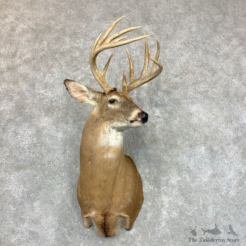 Whitetail Deer Shoulder Mount #23507 For Sale - The Taxidermy Store