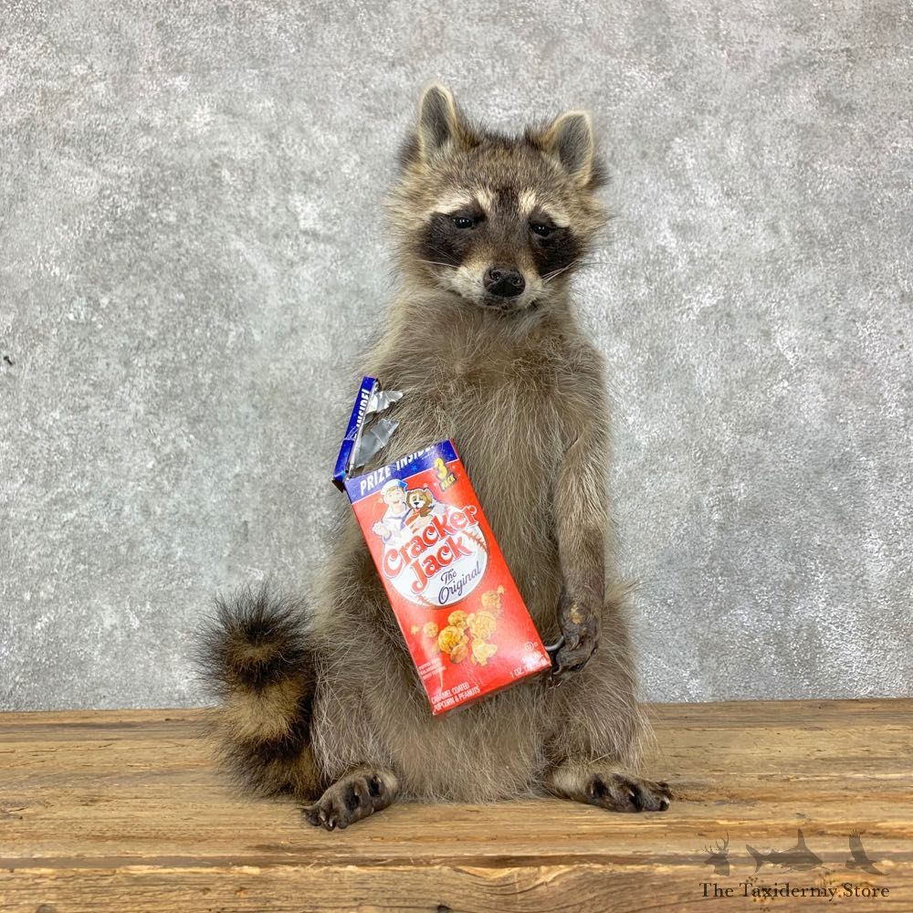 “Cracker Jack" Raccoon Mount For Sale #23072 @ The Taxidermy Store