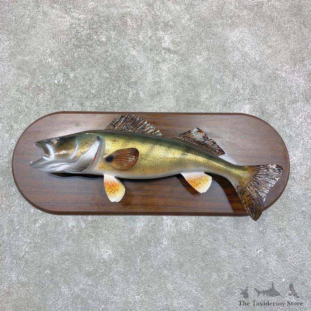 Reproduction Walleye Taxidermy Fish Mount #23164 For Sale @ The Taxidermy Store