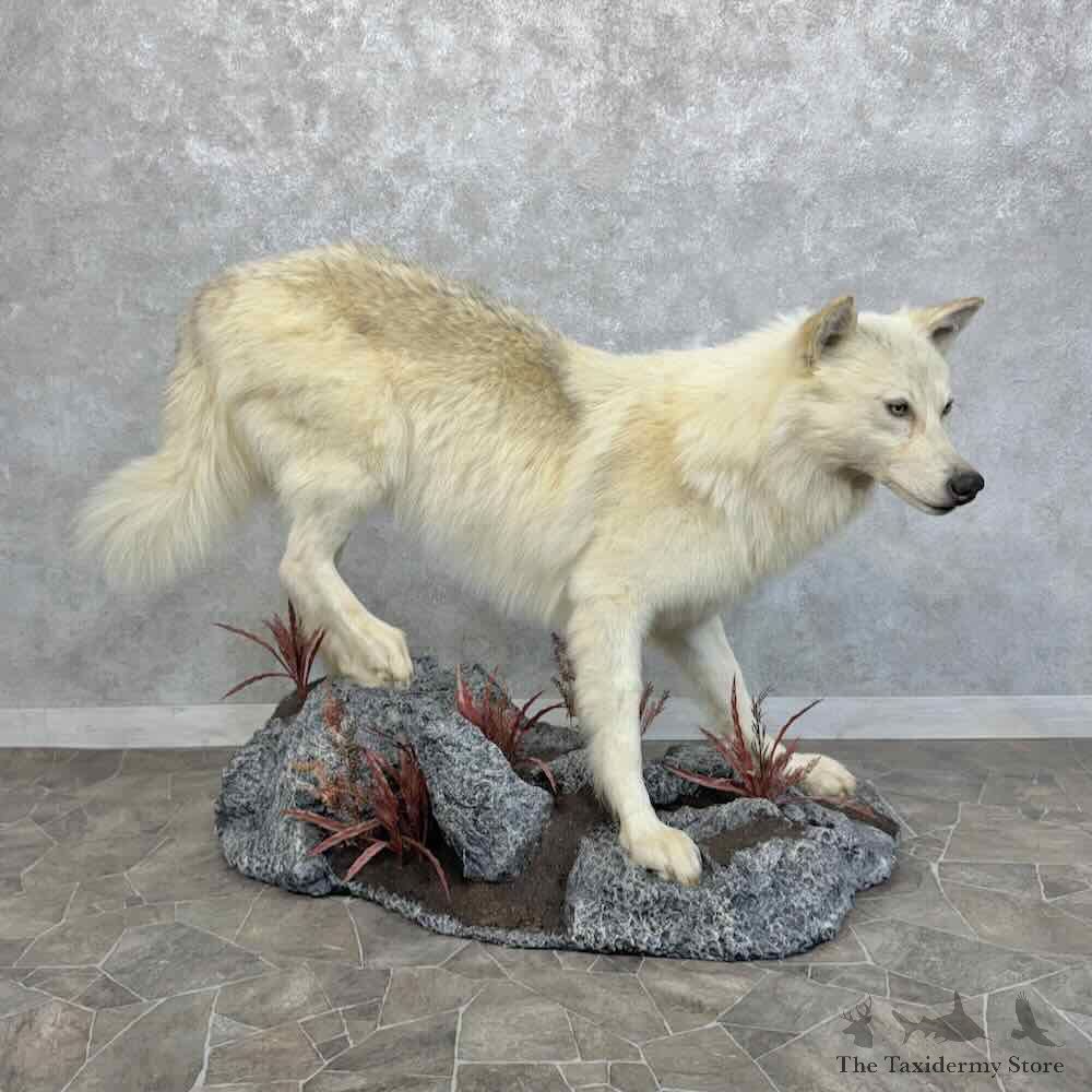 Alaskan White Wolf Life-Size Mount For Sale #31562 @ The Taxidermy Store