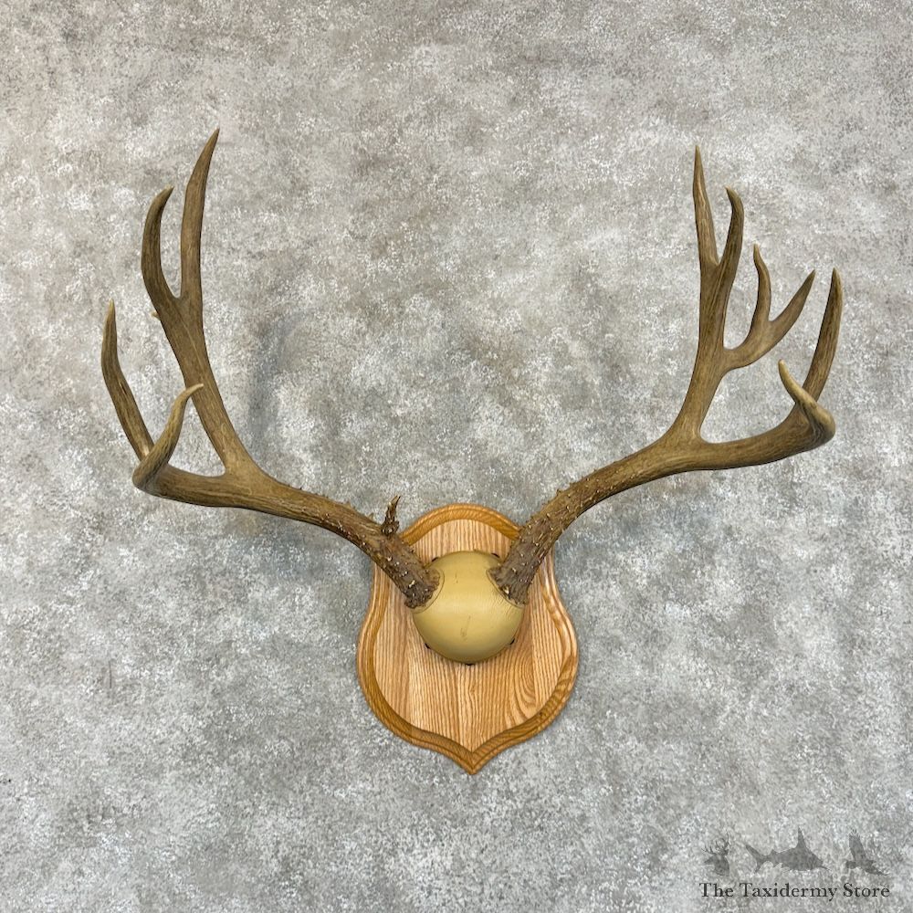 Mule Deer Antler Plaque Mount For Sale #29250 - The Taxidermy Store