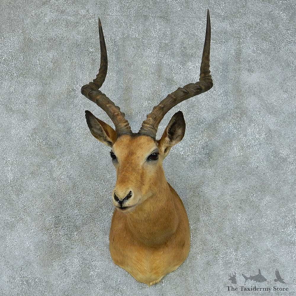 African Impala Taxidermy Shoulder Mount #13412 For Sale @ The Taxidermy Store