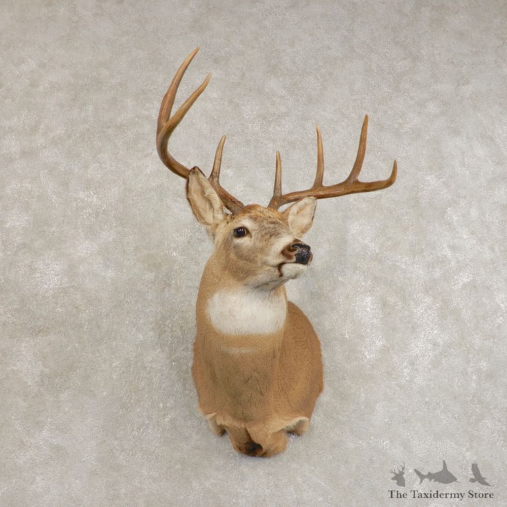 Whitetail Deer Shoulder Mount #21478 For Sale - The Taxidermy Store