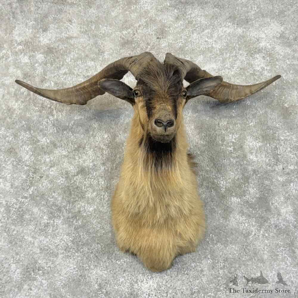 Feral Goat Shoulder Mount For Sale #31011 @ The Taxidermy Store