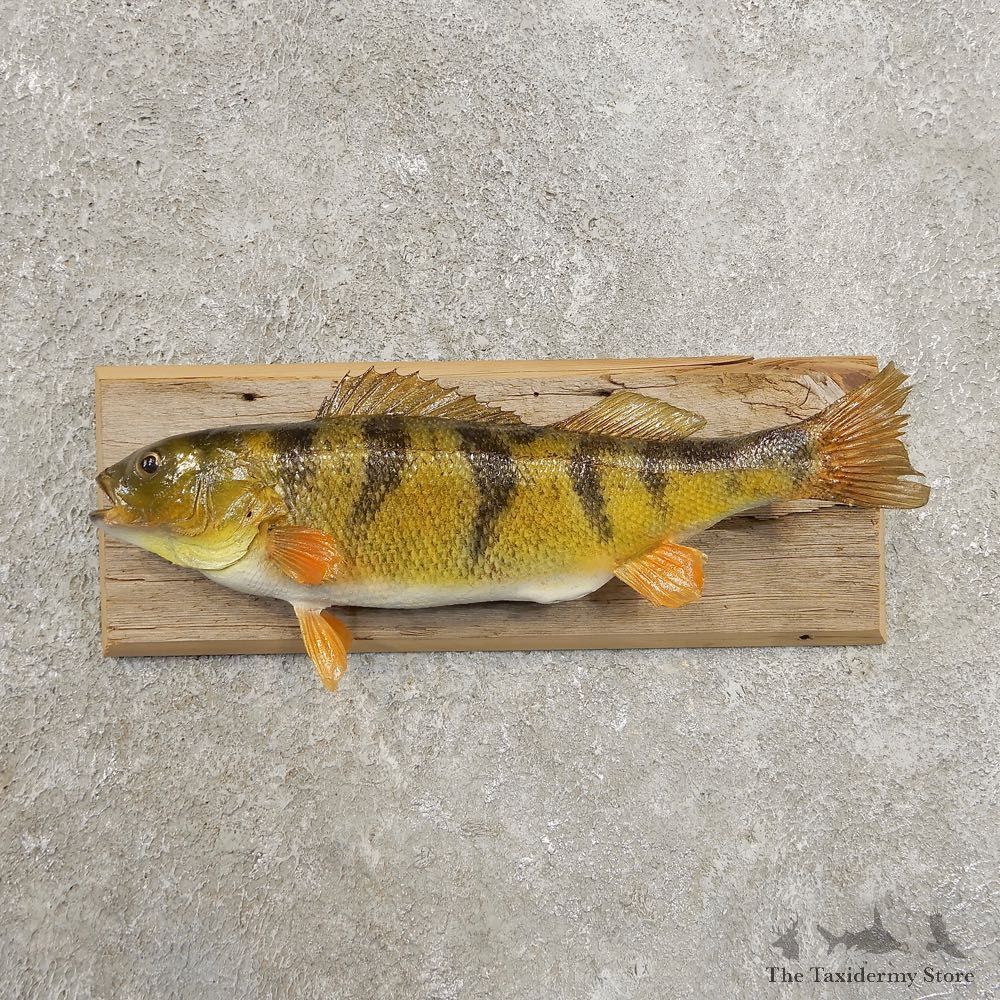 Yellow Perch Fish Mount For Sale #20973 @ The Taxidermy Store