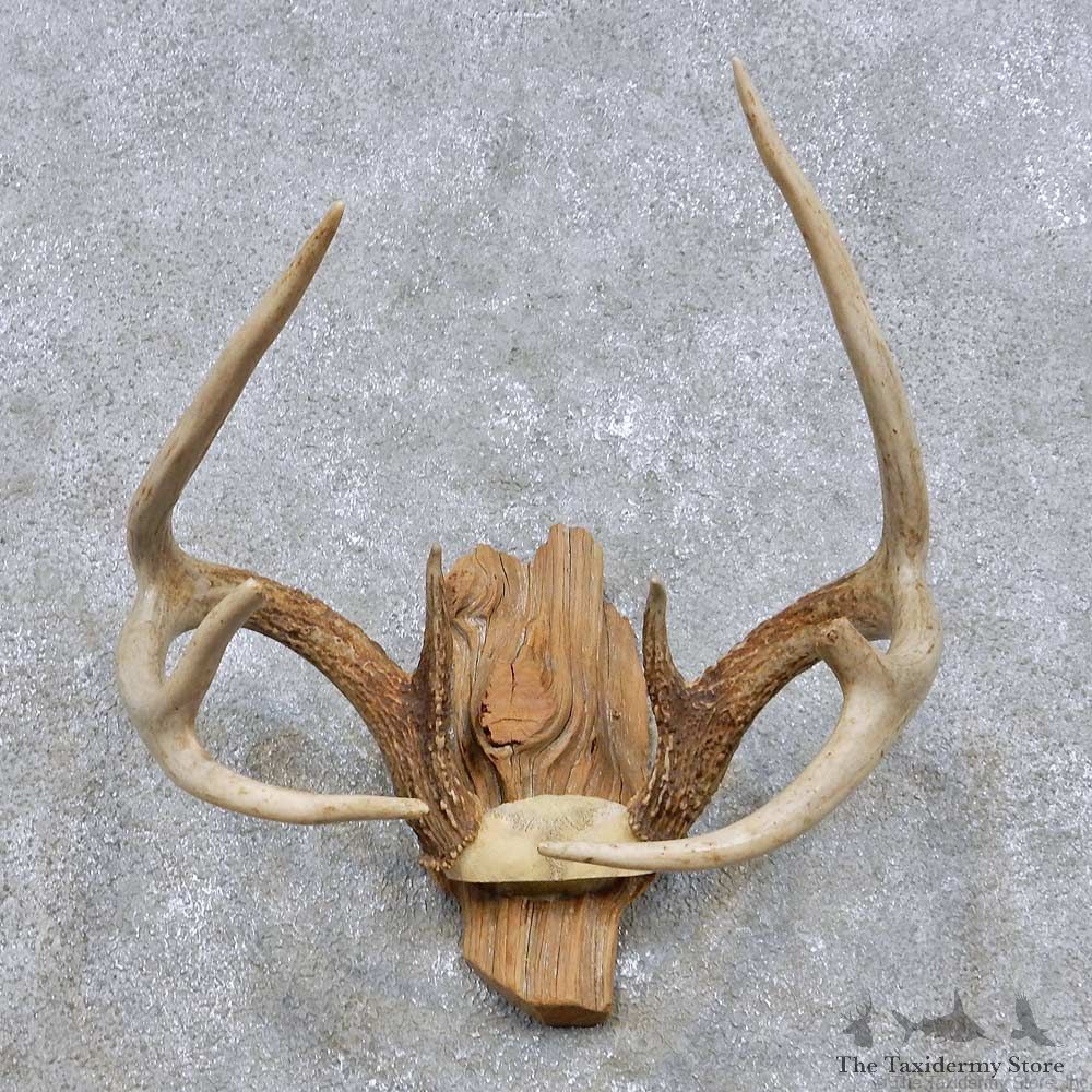 Whitetail Deer Antler Mount For Sale #14292 @ The Taxidermy Store
