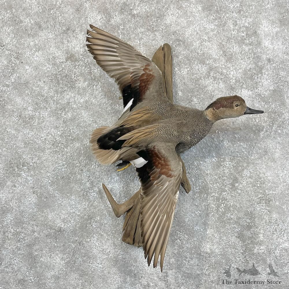 Gadwall Duck Drake Bird Mount For Sale #28436 @ The Taxidermy Store