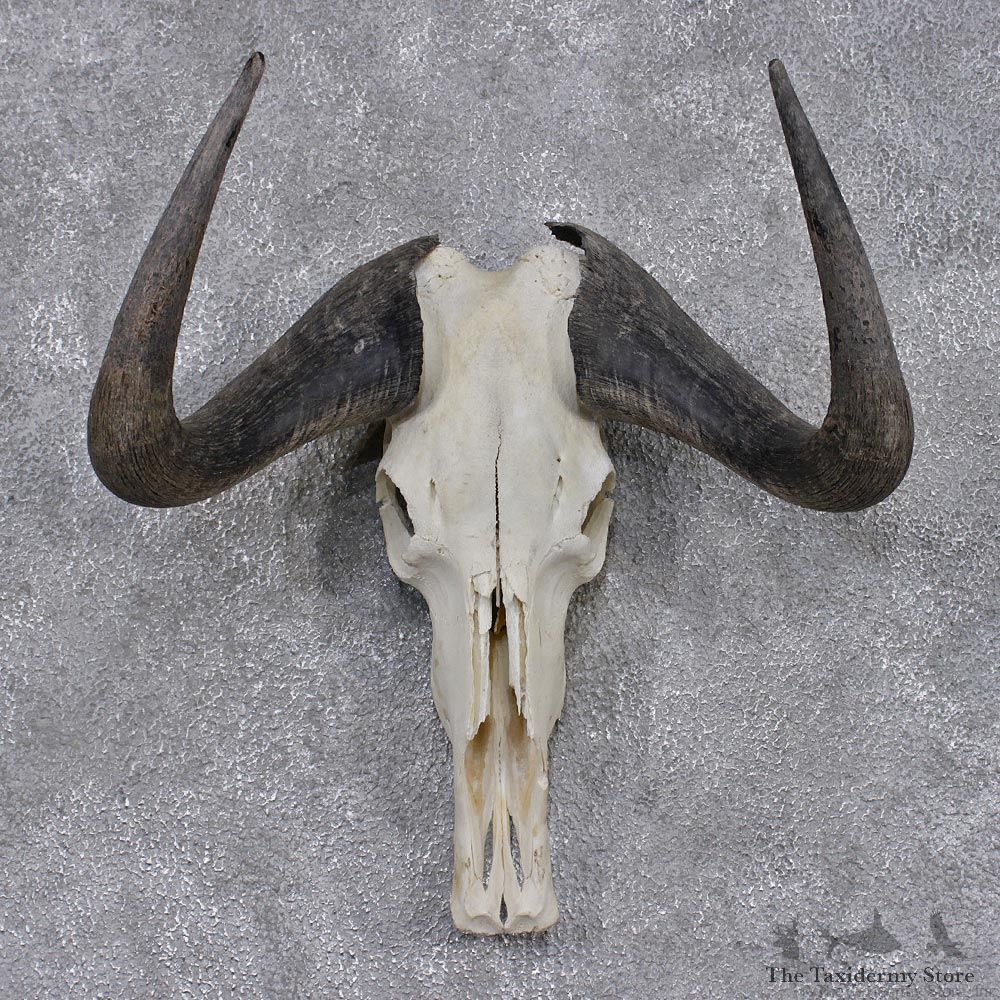 Black Wildebeest Taxidermy European Skull & Horns #12451 For Sale @ The Taxidermy Store