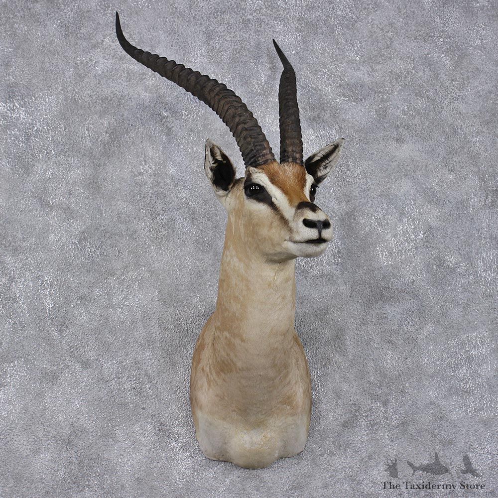 African Grants Gazelle Taxidermy Shoulder Mount #12480 For Sale @ The Taxidermy Store