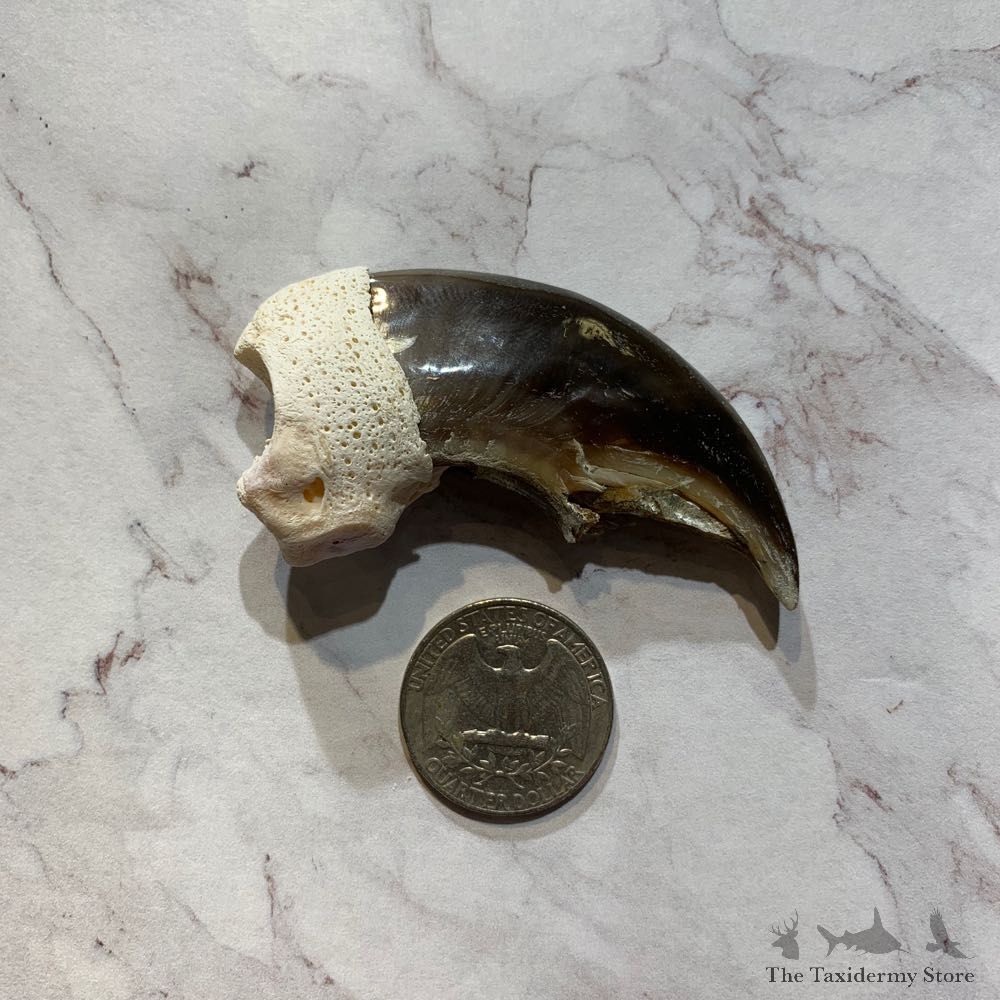 Polar Bear Claw Taxidermy For Sale #20643 - The Taxidermy Store