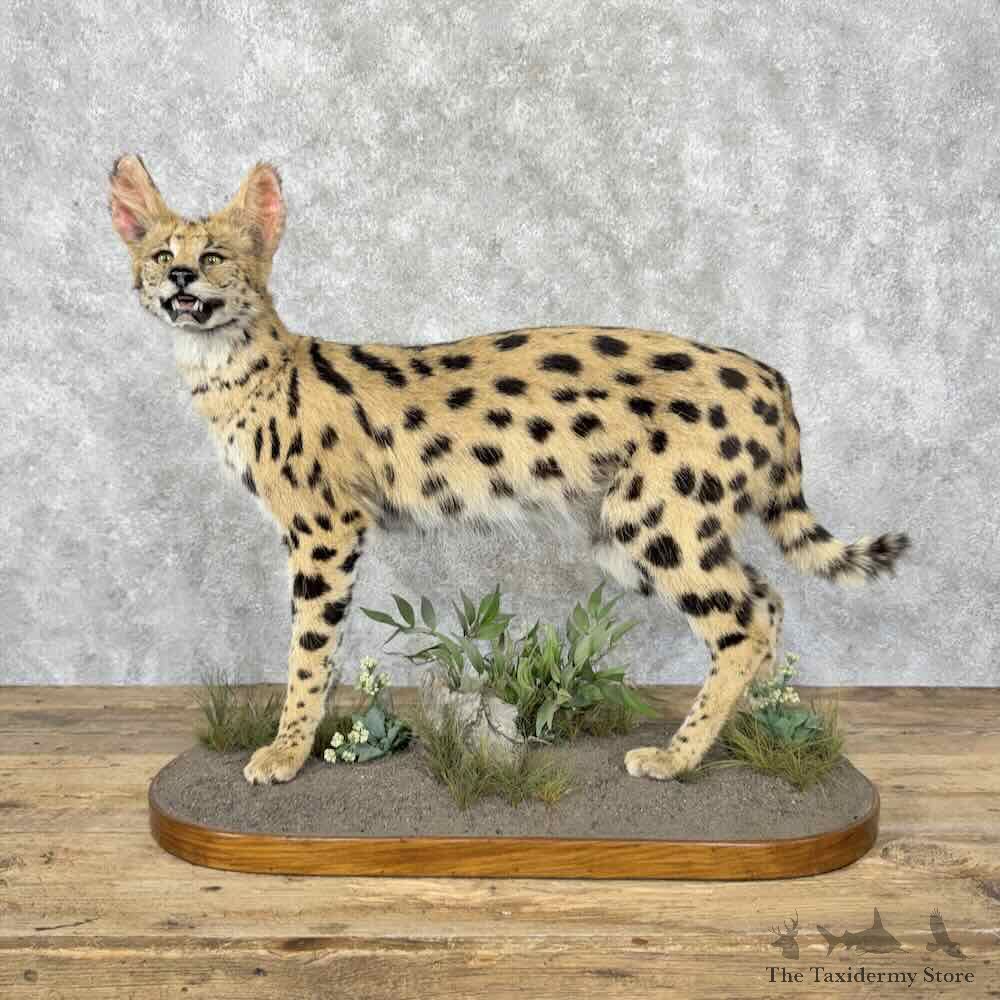 West Central African Serval Life-Size Mount For Sale #31595 @ The Taxidermy Store