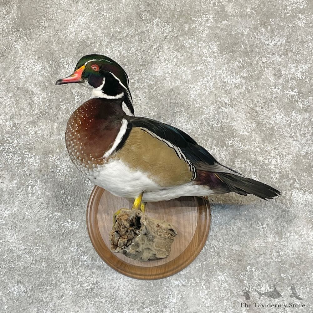 Wood Duck Bird Mount For Sale #28117 @ The Taxidermy Store
