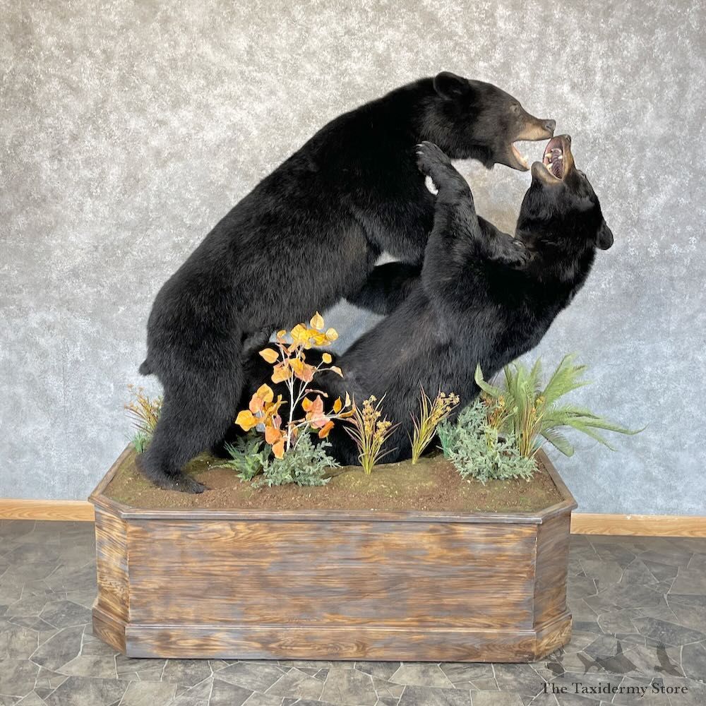 Black Bear Pair Life-Size Mount For Sale #28318 @ The Taxidermy Store