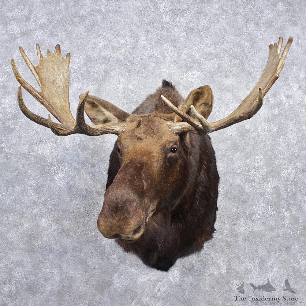 Alaskan Moose Shoulder Taxidermy Head Mount #12541 For Sale @ The Taxidermy Store