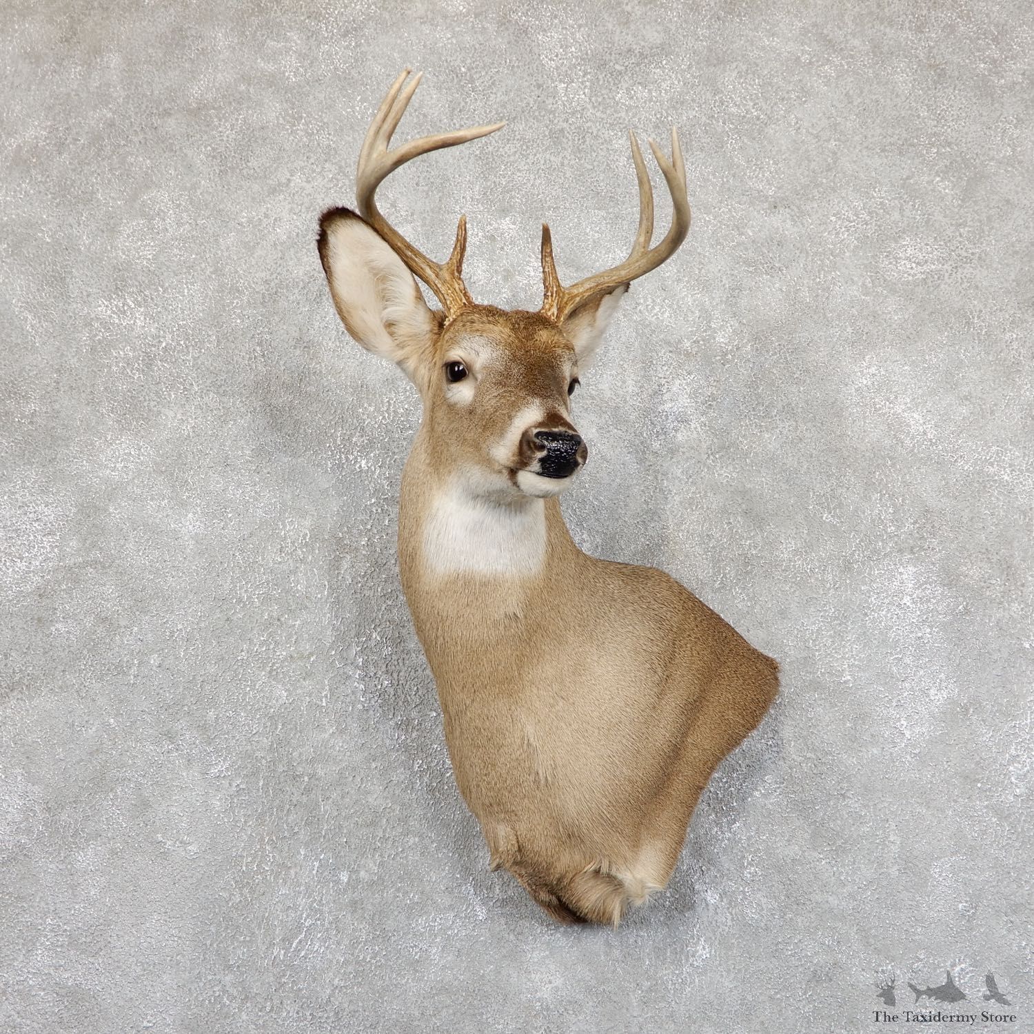 Whitetail Deer Shoulder Taxidermy Mount For Sale #19541 @ The Taxidermy Store.jpg