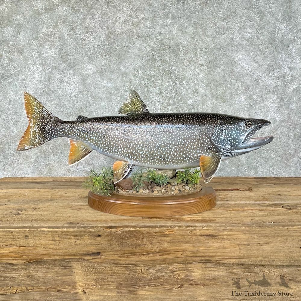 Lake Trout Freshwater Fish Mount For Sale #25963 @ The Taxidermy Store