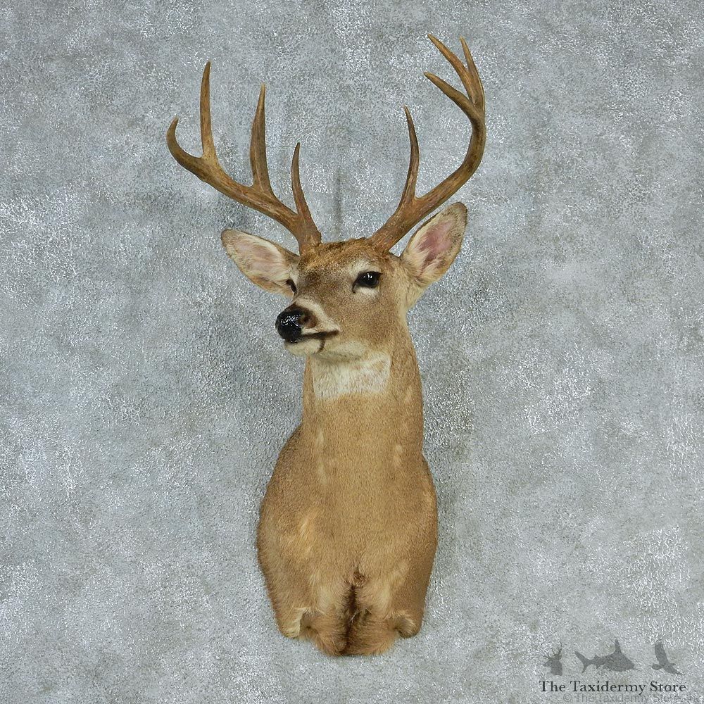 Whitetail Deer Shoulder Taxidermy Head Mount #12747 For Sale @ The Taxidermy Store