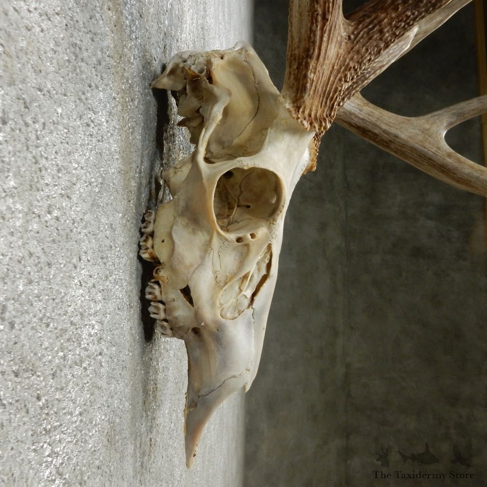 Whitetail Deer Skull European Mount For Sale #14769 @ The Taxidermy Store