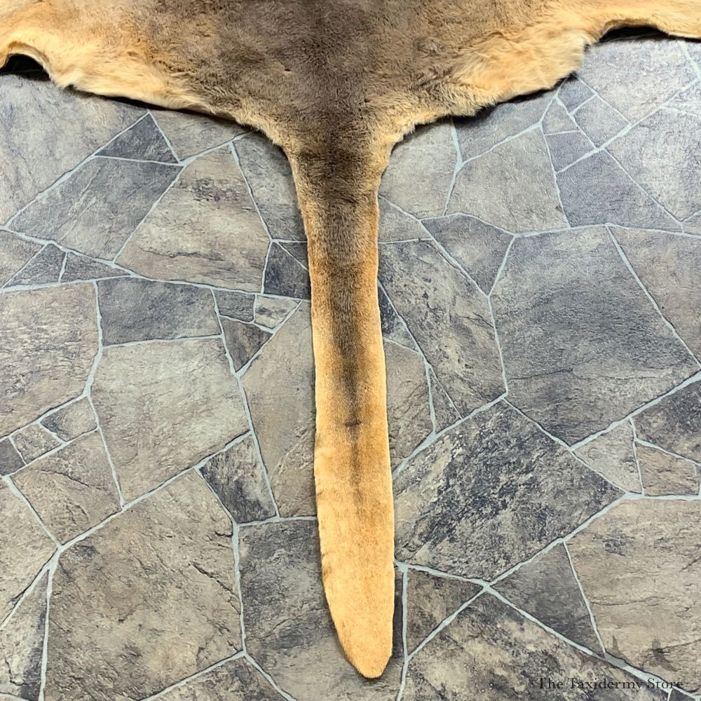 Wallaby Rug Mount For Sale #21860 @ The Taxidermy Store