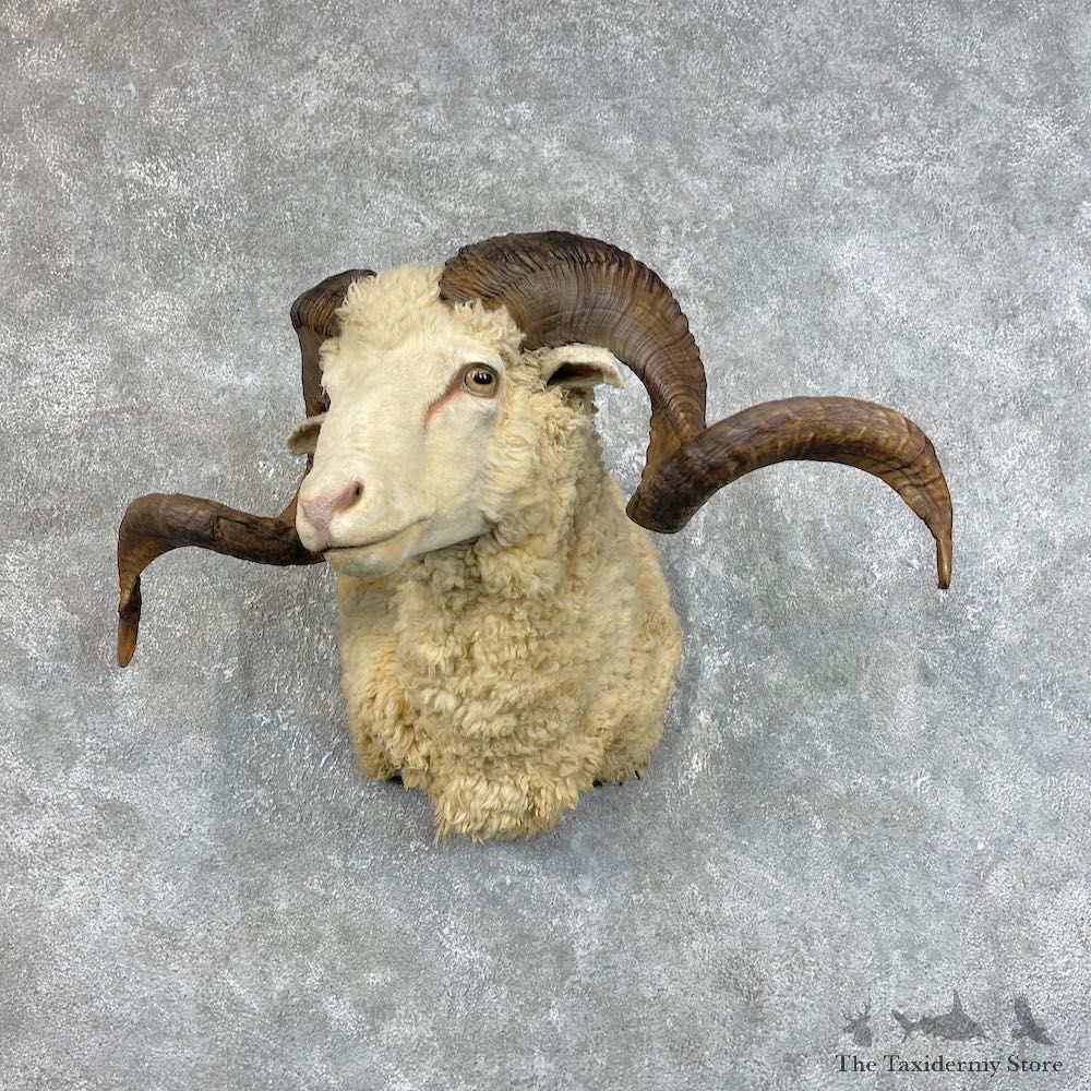 Merino Sheep Ram Shoulder Mount For Sale #25735 @ The Taxidermy Store