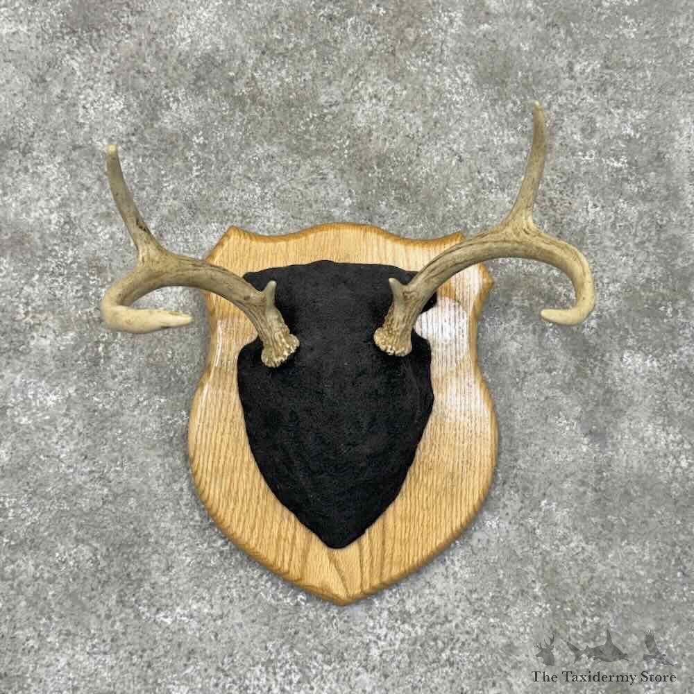 Whitetail Deer Antler Plaque Mount For Sale #30504 @ The Taxidermy Store