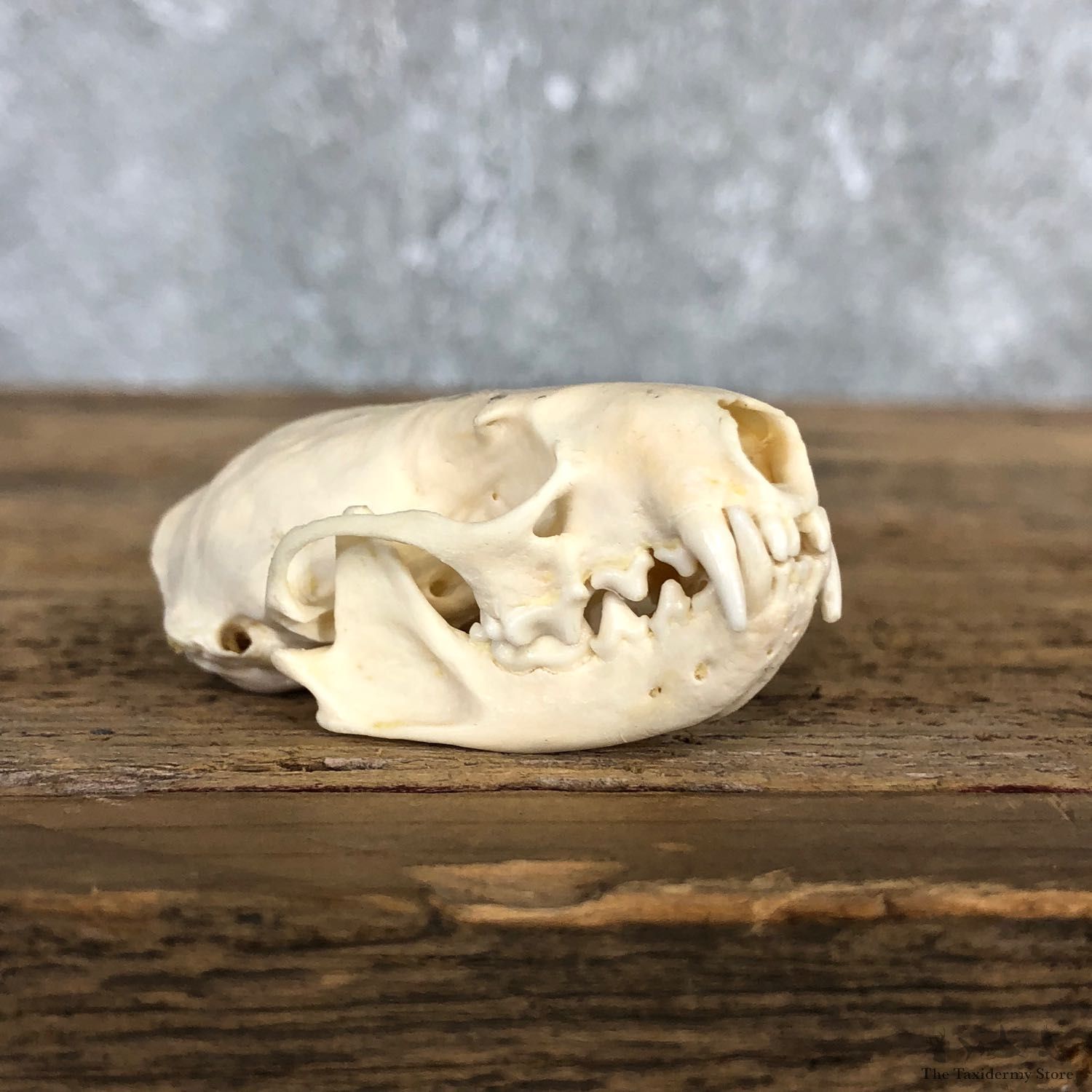Mink Full Skull Taxidermy Mount For Sale #19840 @ The Taxidermy Store