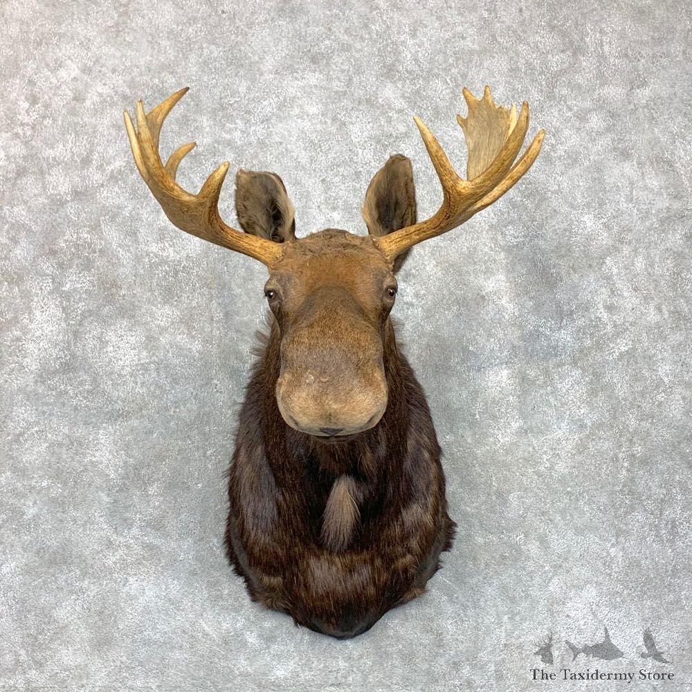 Maine Moose Shoulder Mount For Sale #23484 @ The Taxidermy Store