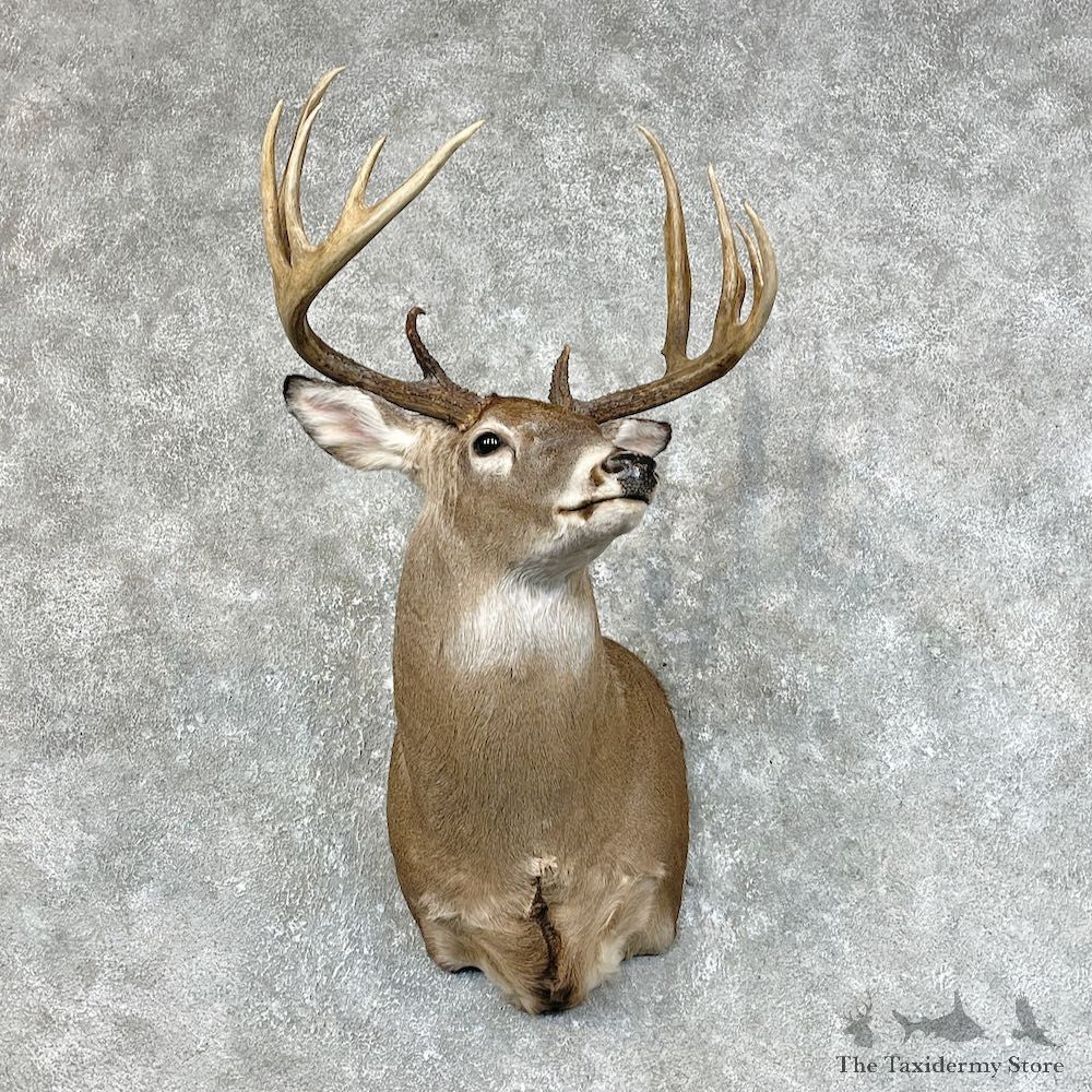 Whitetail Deer Shoulder Mount #25420 For Sale - The Taxidermy Store