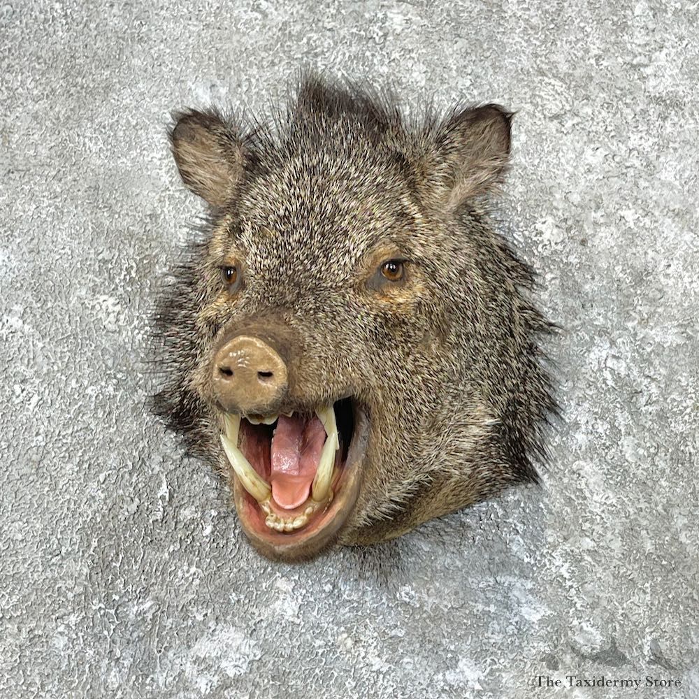 Peccary Shoulder Mount For Sale #26829 @ The Taxidermy Store