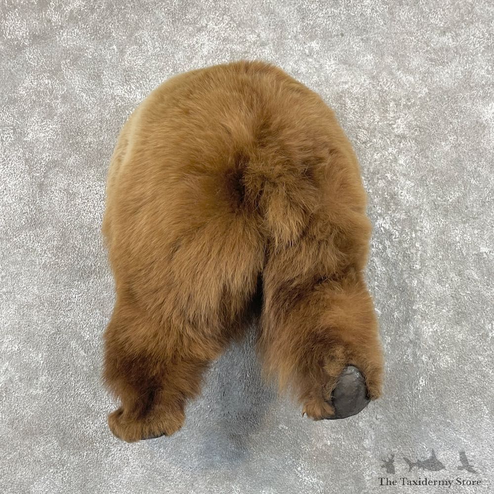 Cinnamon Black Bear Rear Mount For Sale #26170 @ The Taxidermy Store