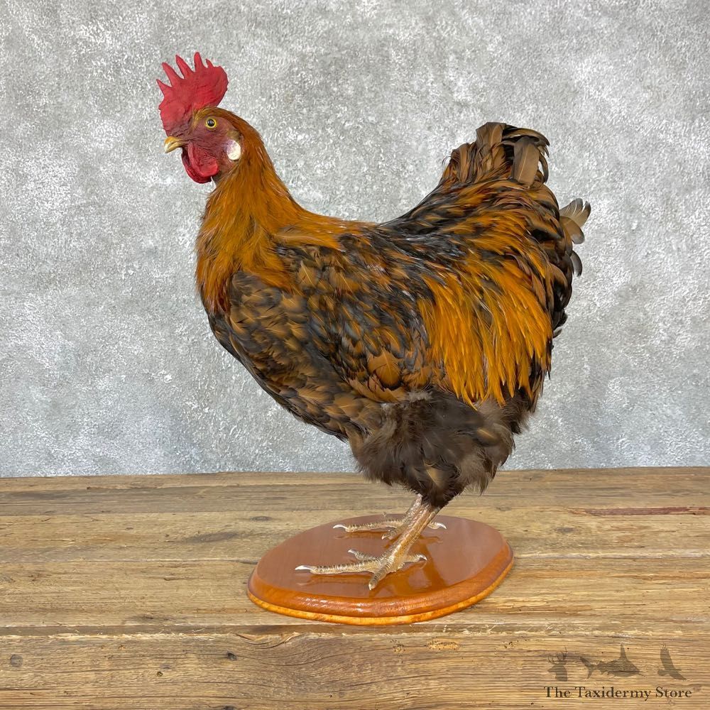 Domestic Chicken Rooster Bird Mount For Sale #24707 @ The Taxidermy Store
