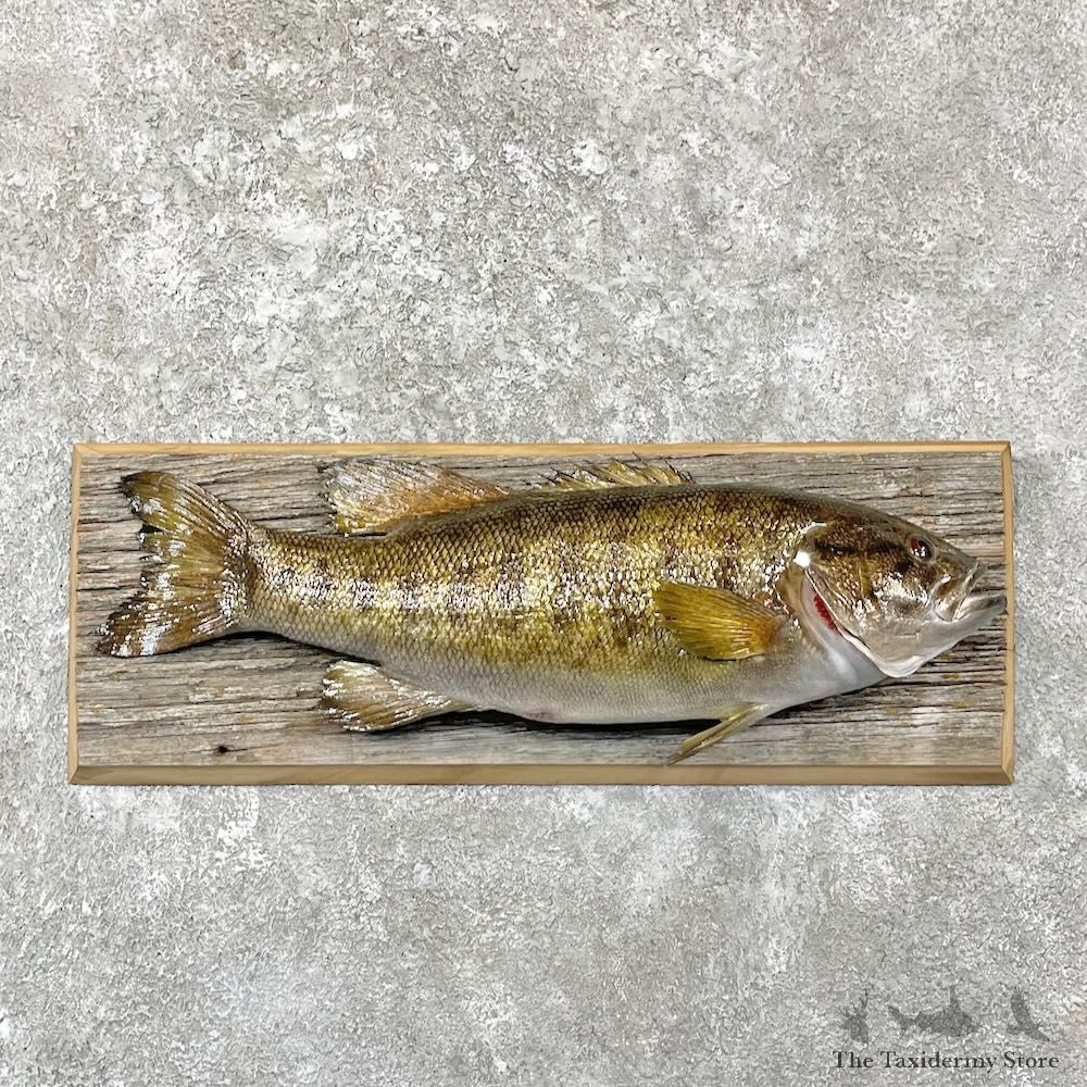 Smallmouth Bass Fish Mount For Sale #27819 @ The Taxidermy Store