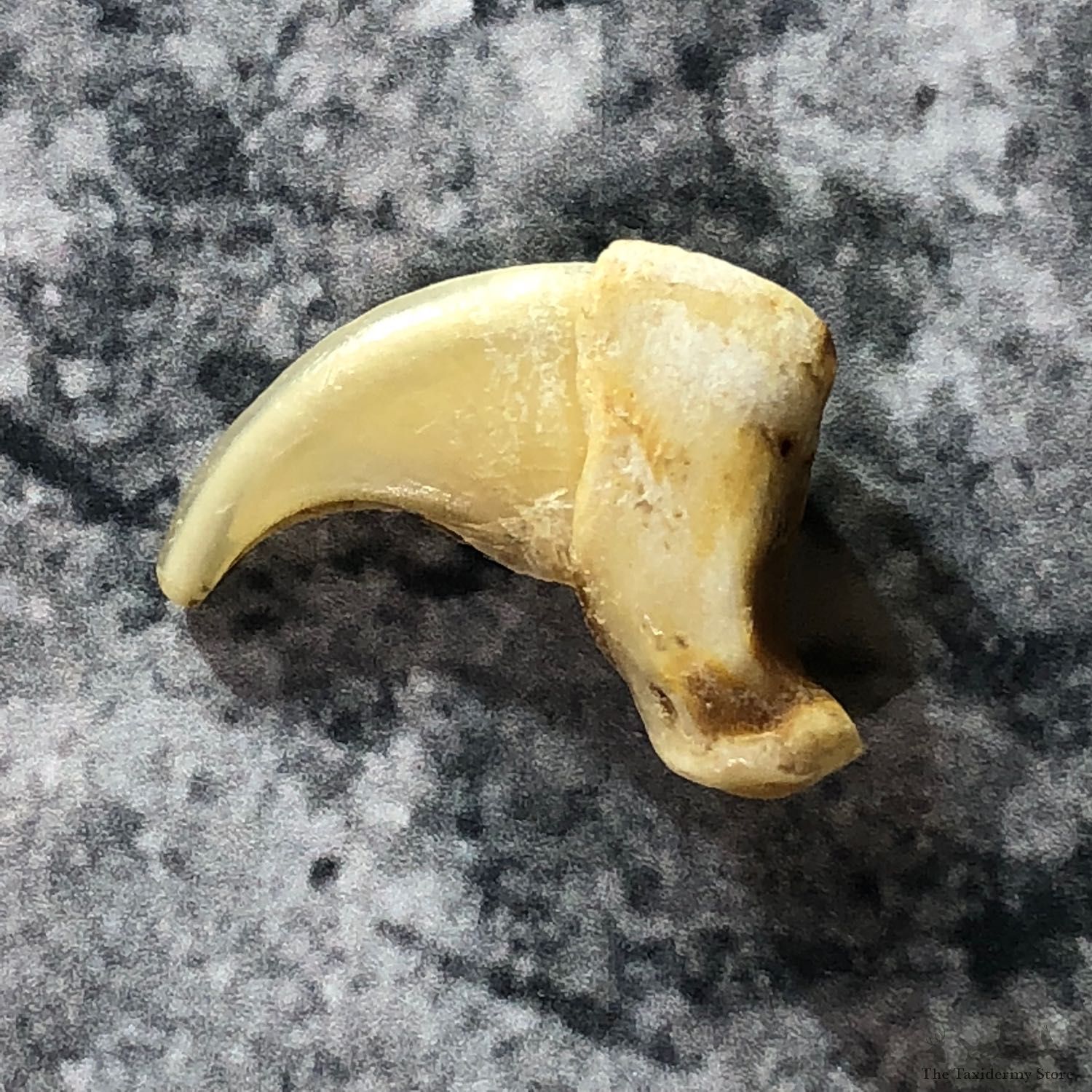 Mountain Lion Cougar Taxidermy Authentic Claw #19356 For Sale @ The Taxidermy Store