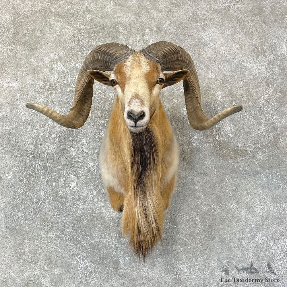 Corsican Ram Shoulder Mount For Sale #25136 @ The Taxidermy Store